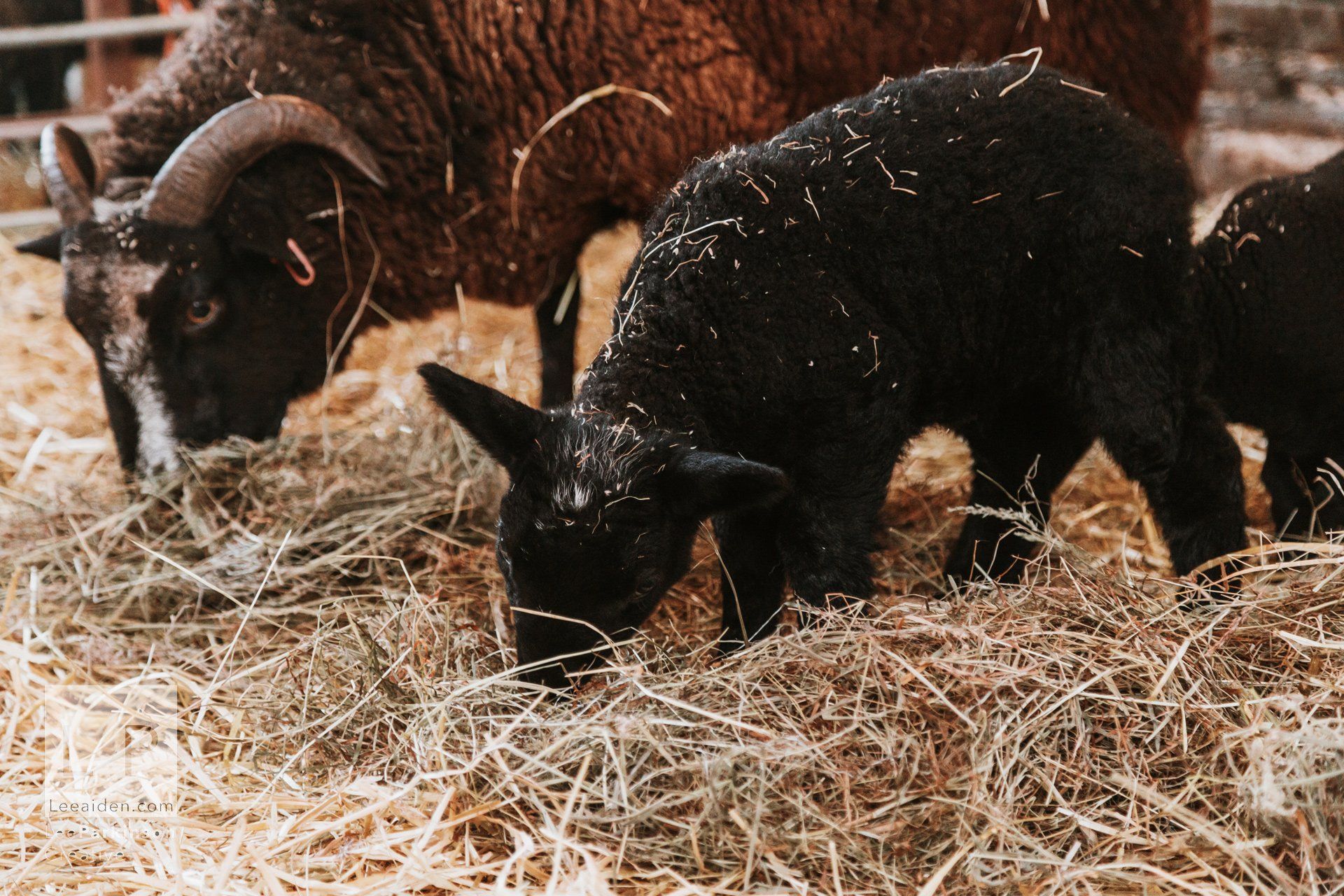Clitheroe, Lancashire Wedding Photographer, Wedding, Commercial, Agriculture, Lambs, Spring, Ribble Valley, Animal