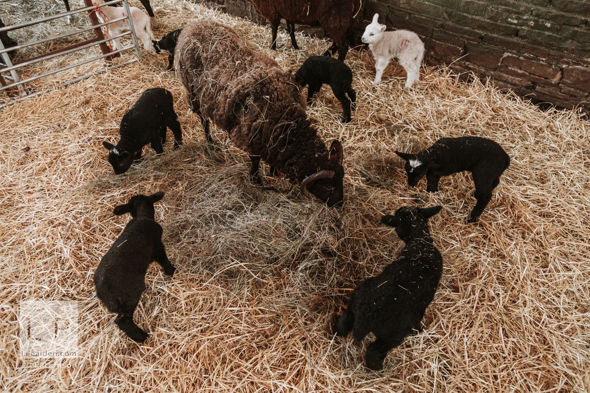Clitheroe, Lancashire Wedding Photographer, Wedding, Commercial, Agriculture, Lambs, Spring, Ribble Valley, Animal