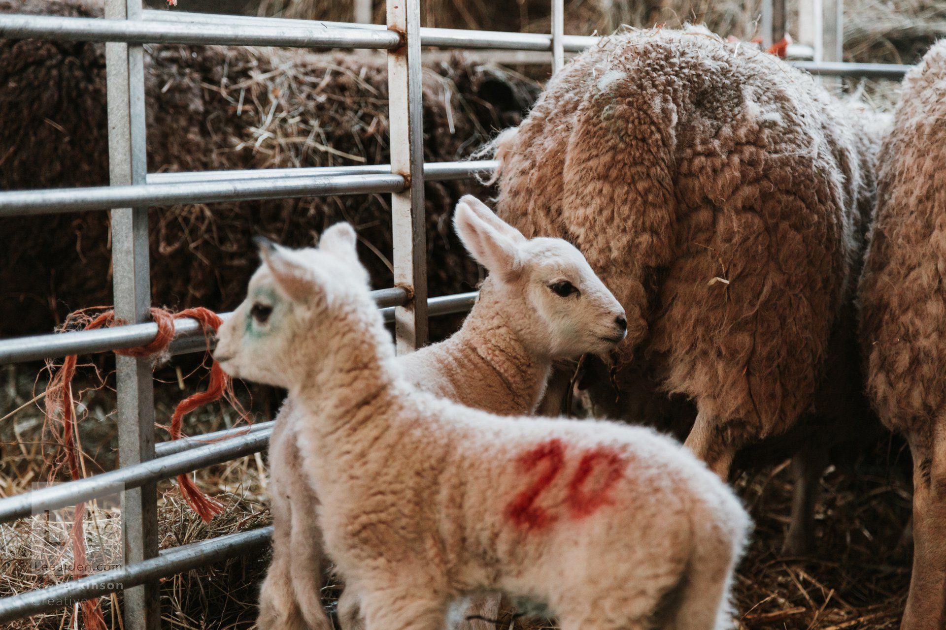 Clitheroe, Lancashire Wedding Photographer, Wedding, Commercial, Agriculture, Lambs, Spring, Ribble Valley, Animal