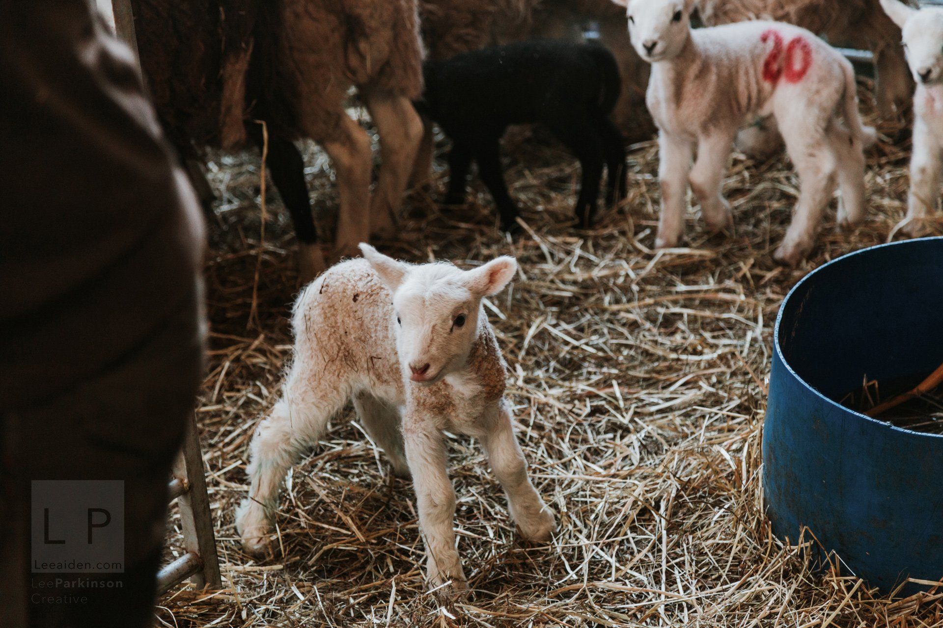Clitheroe, Lancashire Wedding Photographer, Wedding, Commercial, Agriculture, Lambs, Spring, Ribble Valley, Animal