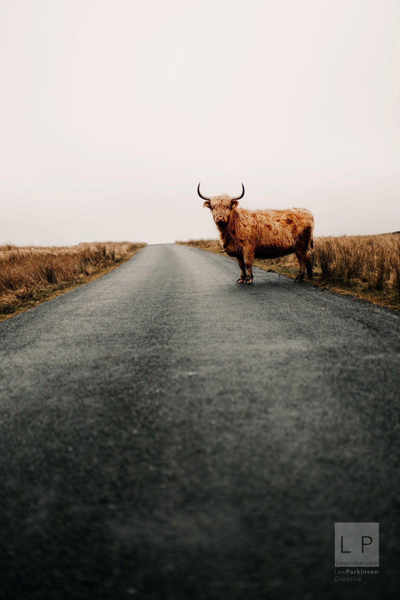 Highland Cattle in Settle, Yorkshire Dales by Lancashire Photographer Lee Parkinson