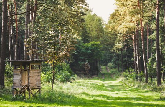 Wooden hunting blind in a forest with a grassy path leading into the trees.
