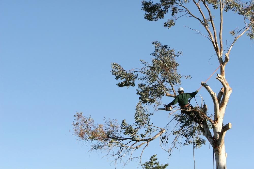 A Man is Climbing a Tree With a Chainsaw — All Tree and Stump Works in Arundel, QLD