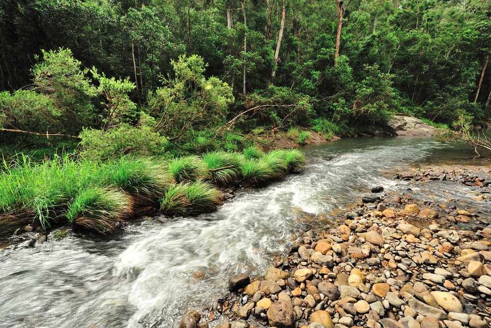 A River Flowing Through a Lush Green Forest — All Tree and Stump Works in Nerang, QLD