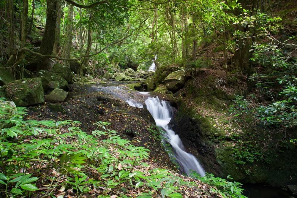A Small Waterfall in the Middle of a Lush Green Forest — All Tree and Stump Works in Coomera, QLD