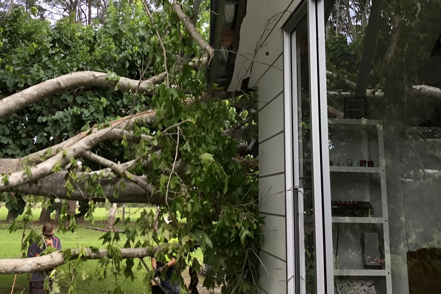 A Tree With Branches Overgrown The House