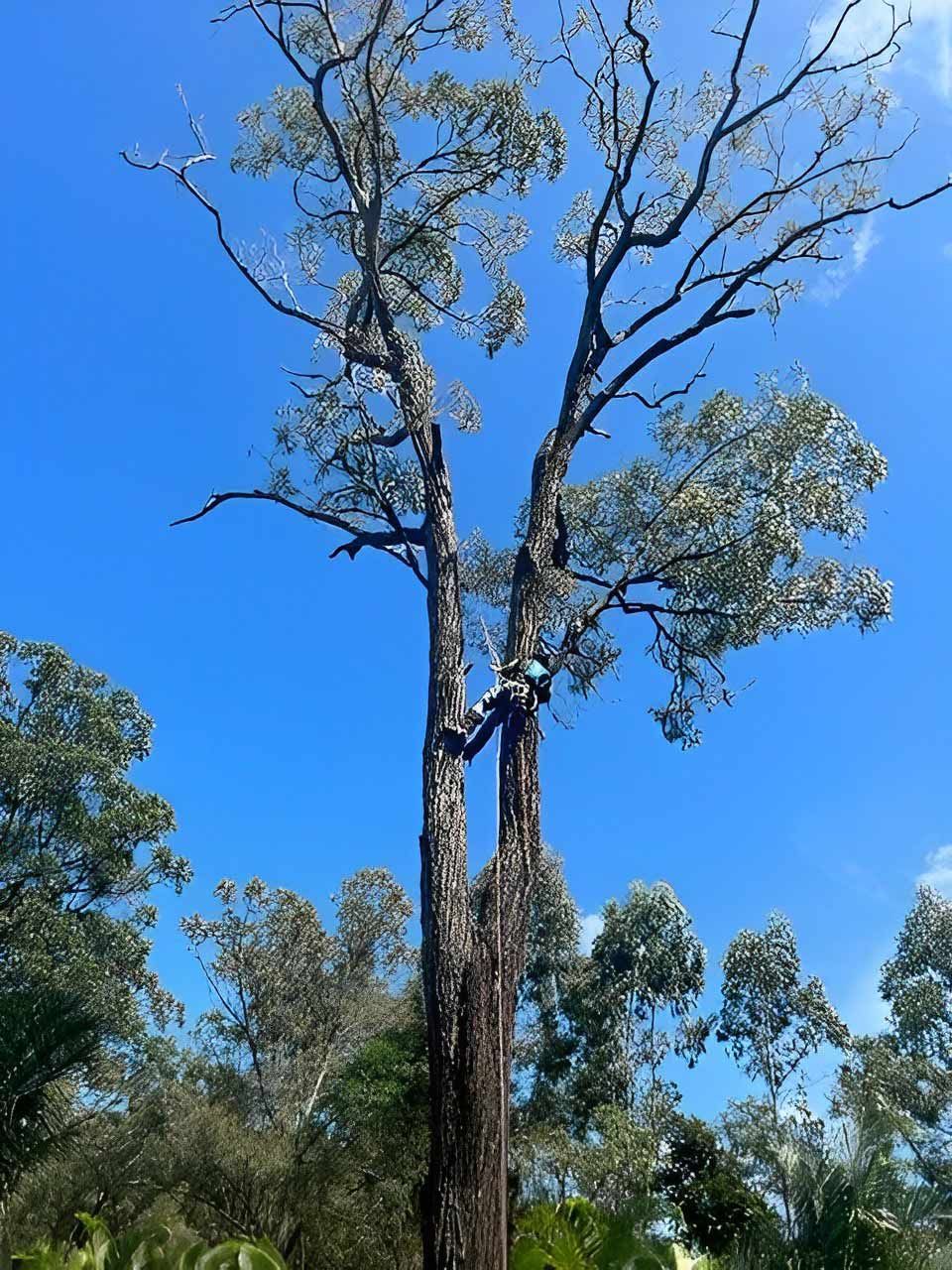 Arborist Suspended From Large Tree — All Tree and Stump Works in Cobaki, NSW
