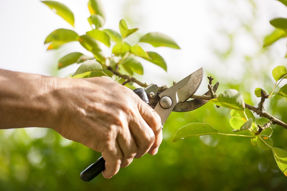 Pruning Shears Cutting Branch on the Gold Coast