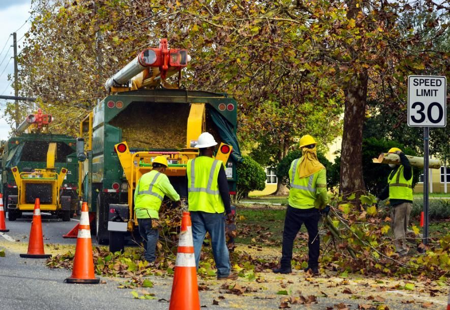 Road Crew Chipping Branches; Men Wearing Yellow Vests, Working Near a Green Truck; Orange Traffic Cones and a 30 Mph Speed Limit Sign — All Tree and Stump Works in Cobaki, NSW