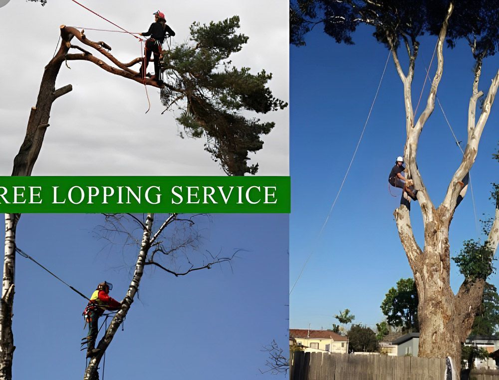 Tree Looping  Work Being Carried Out — All Tree and Stump Works in Cobaki, NSW