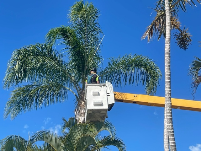 The Man in a Cherry Picker Cutting Pruning Palm Trees — All Tree and Stump Works in Cobaki, NSW