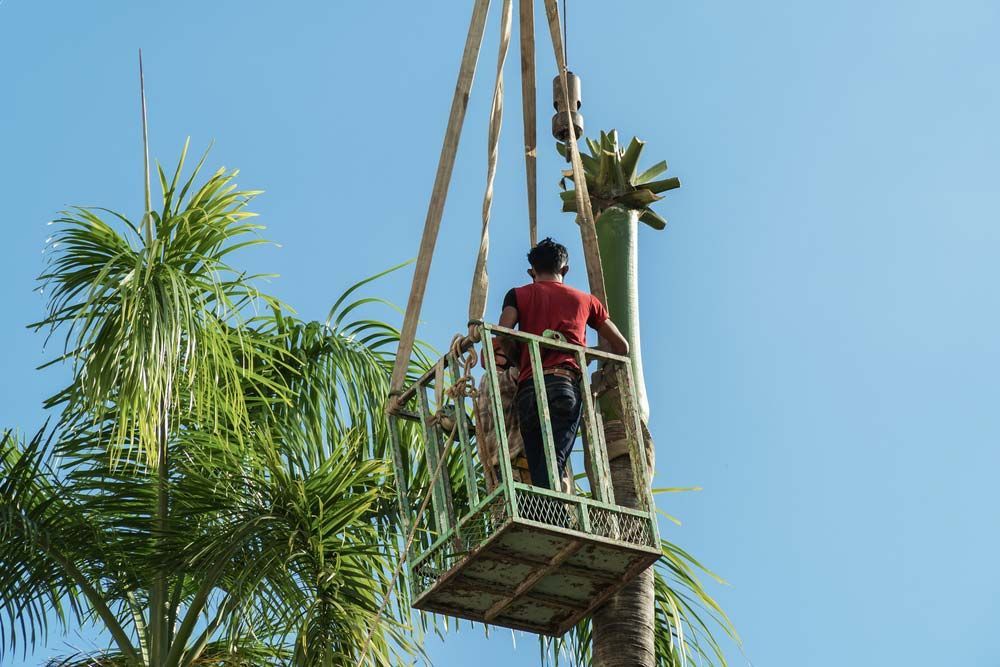 Arborists Cut The Trunk of a Palm Tree — All Tree and Stump Works in Tallebudgera, NSW