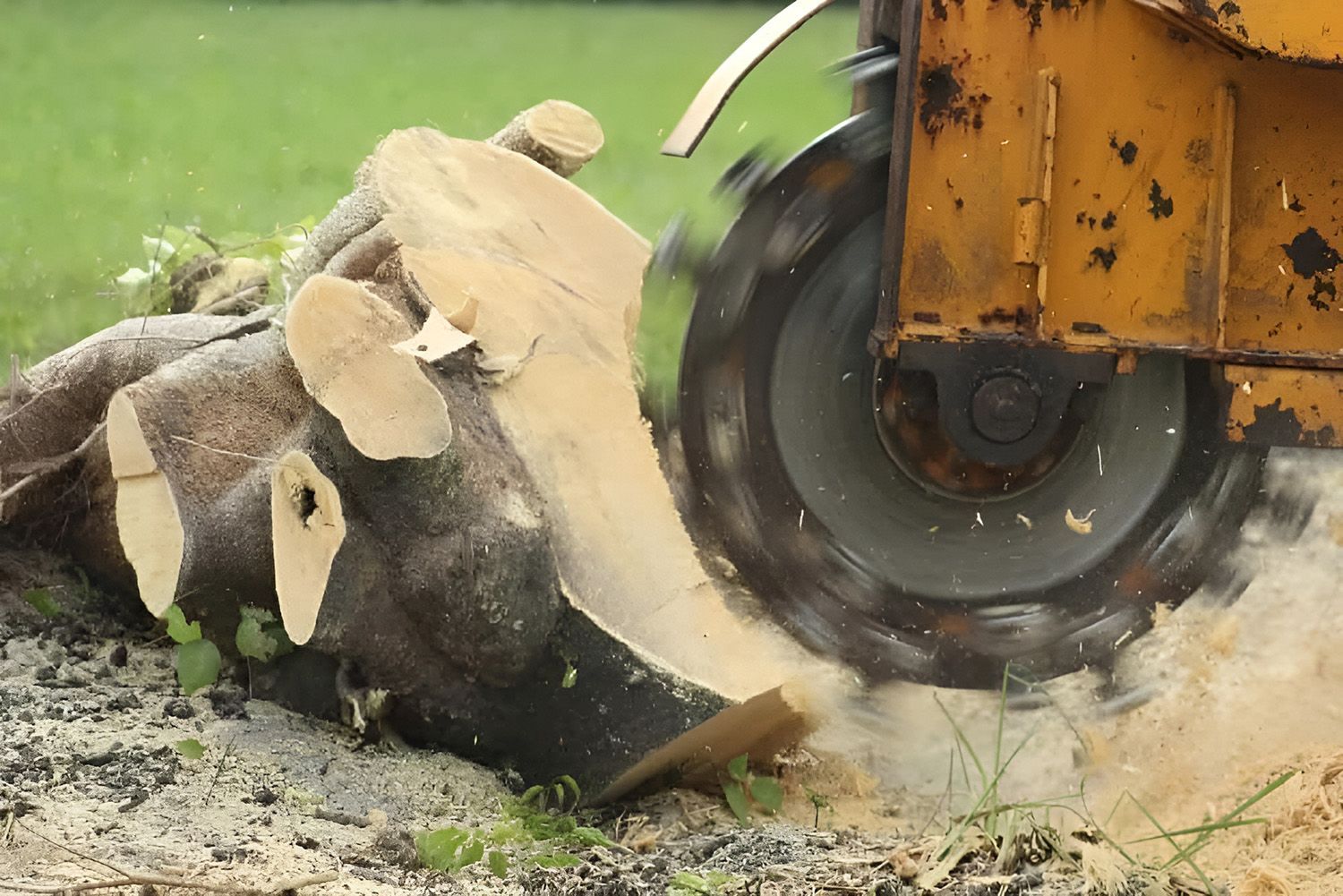 A Yellow Industrial Stump Grinder Removes A Large Tree Stump