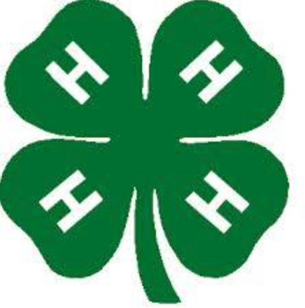 Green four-leaf clover with four white 