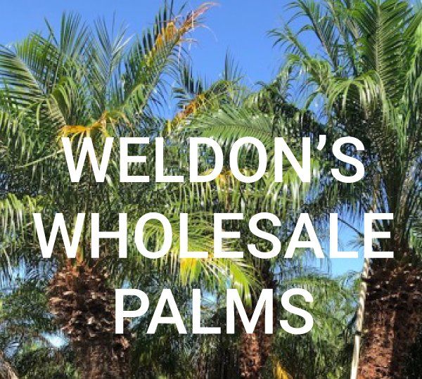 Weldon S Wholesale Palm Trees Harlingen Tx