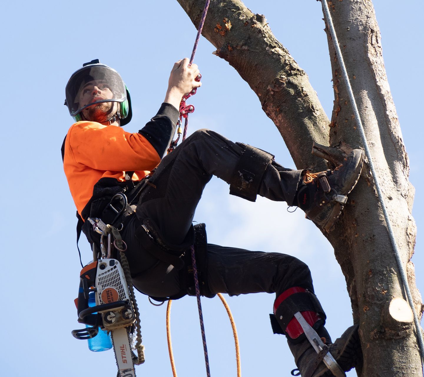 Arborist in orange shirt and safety gear climbs a tree, holding a rope and chainsaw, against a blue sky.