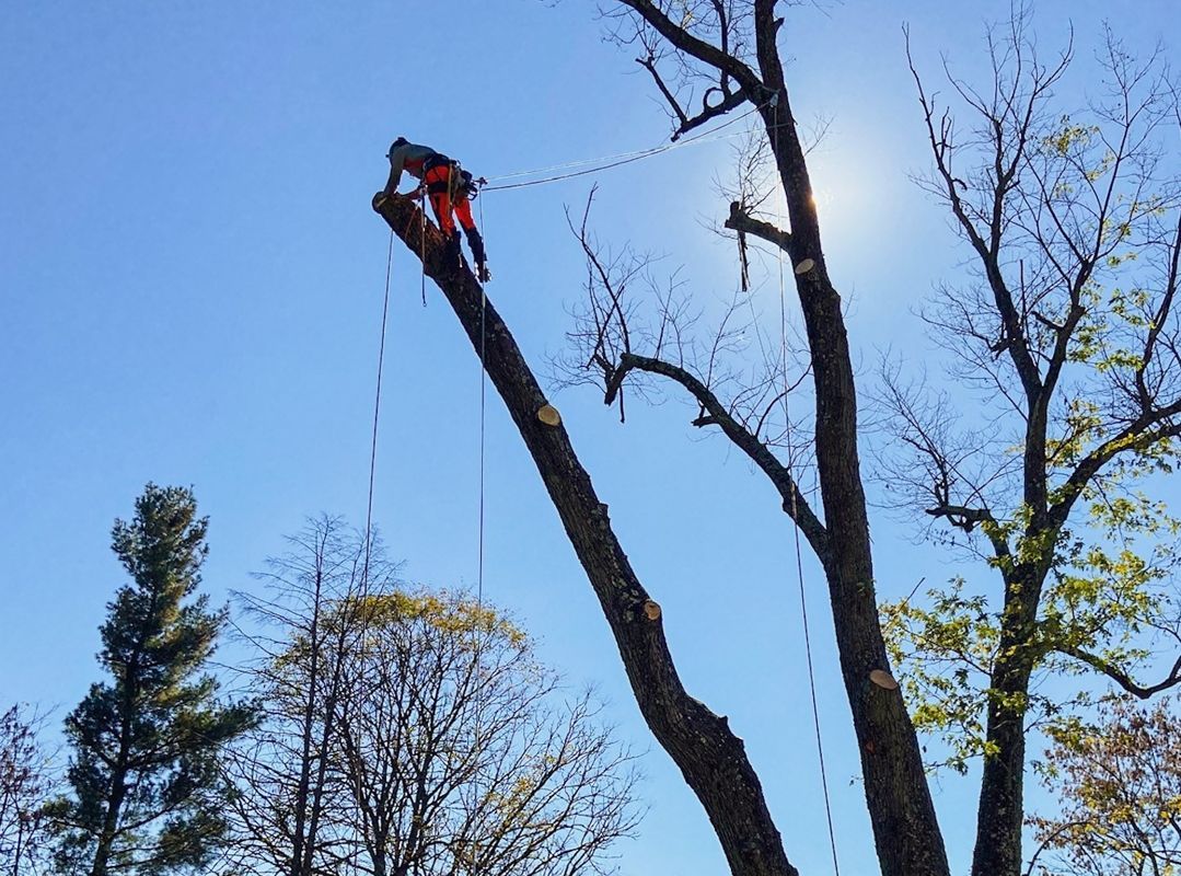 Arborist cutting a tree branch high in the air, secured by ropes, against a bright blue sky.