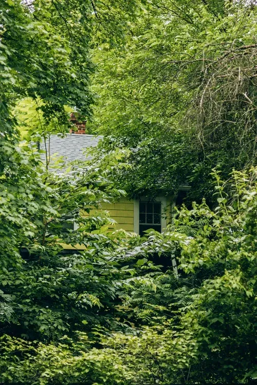 Yellow house mostly obscured by lush green trees. Gray roof, white window.