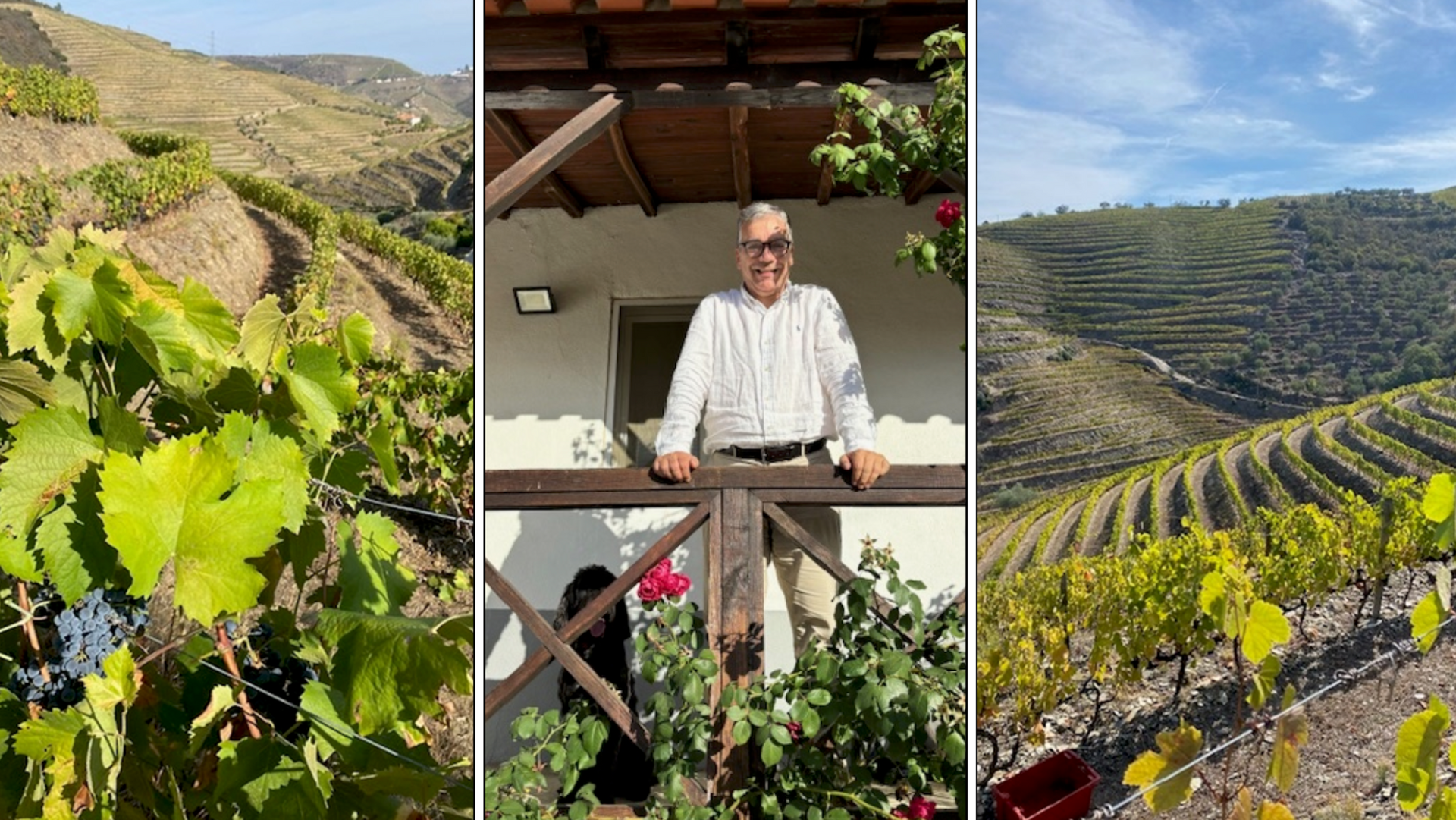 A heartwarming moment at Balagué's Vineyard, a sustainable winery and proud partner of Cheese & Wine, featuring Sr. João Roda, the dedicated owner, alongside his loyal travel companion, his dog. This image highlights their shared commitment to sustainability and authentic craftsmanship in winemaking.