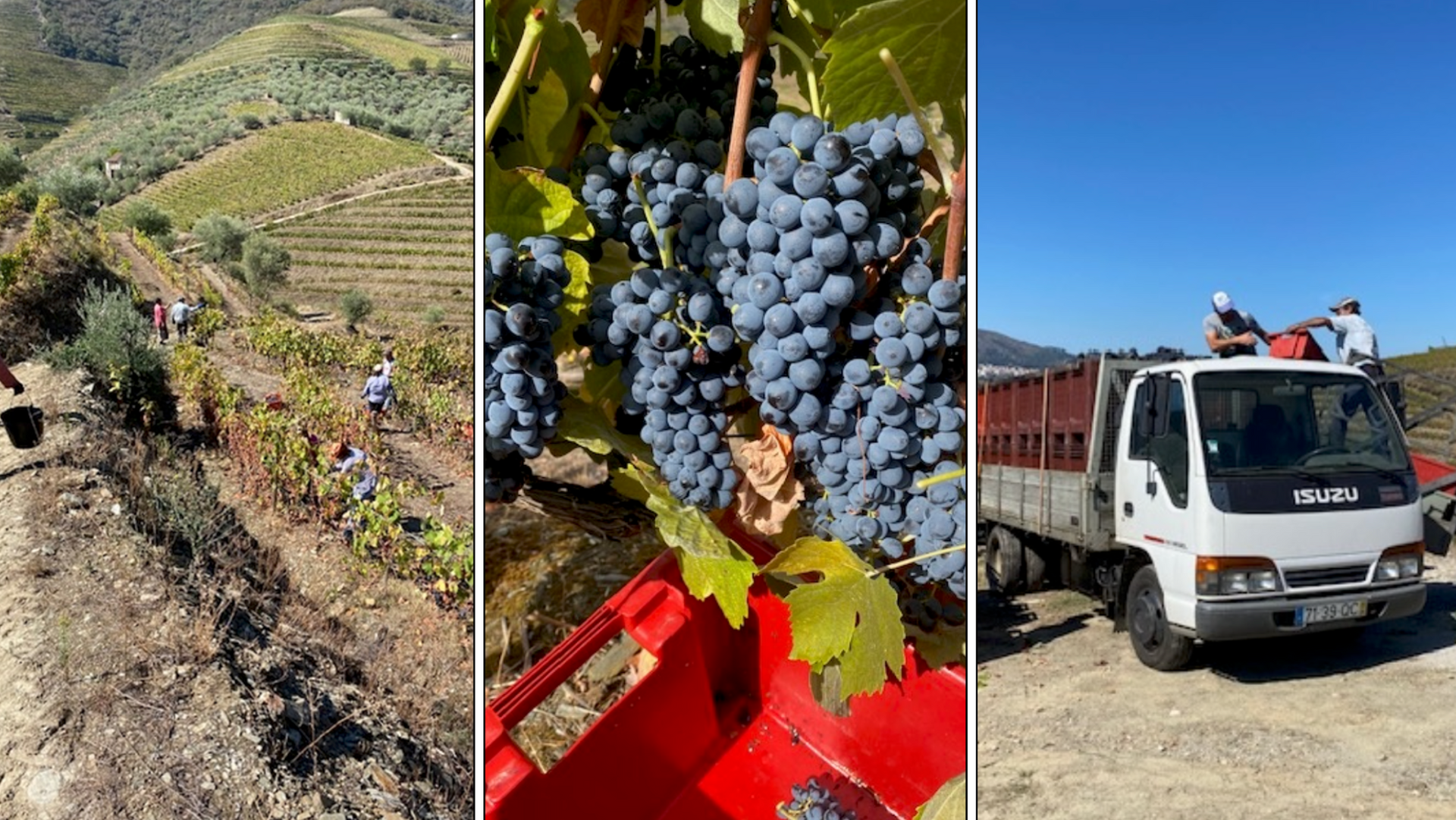 Harvesting sustainable and flavorful grapes at Balagué Vineyard, showcasing eco-friendly practices from the vineyard to the careful transportation of grape-filled boxes, embodying a commitment to quality and environmental responsibility.