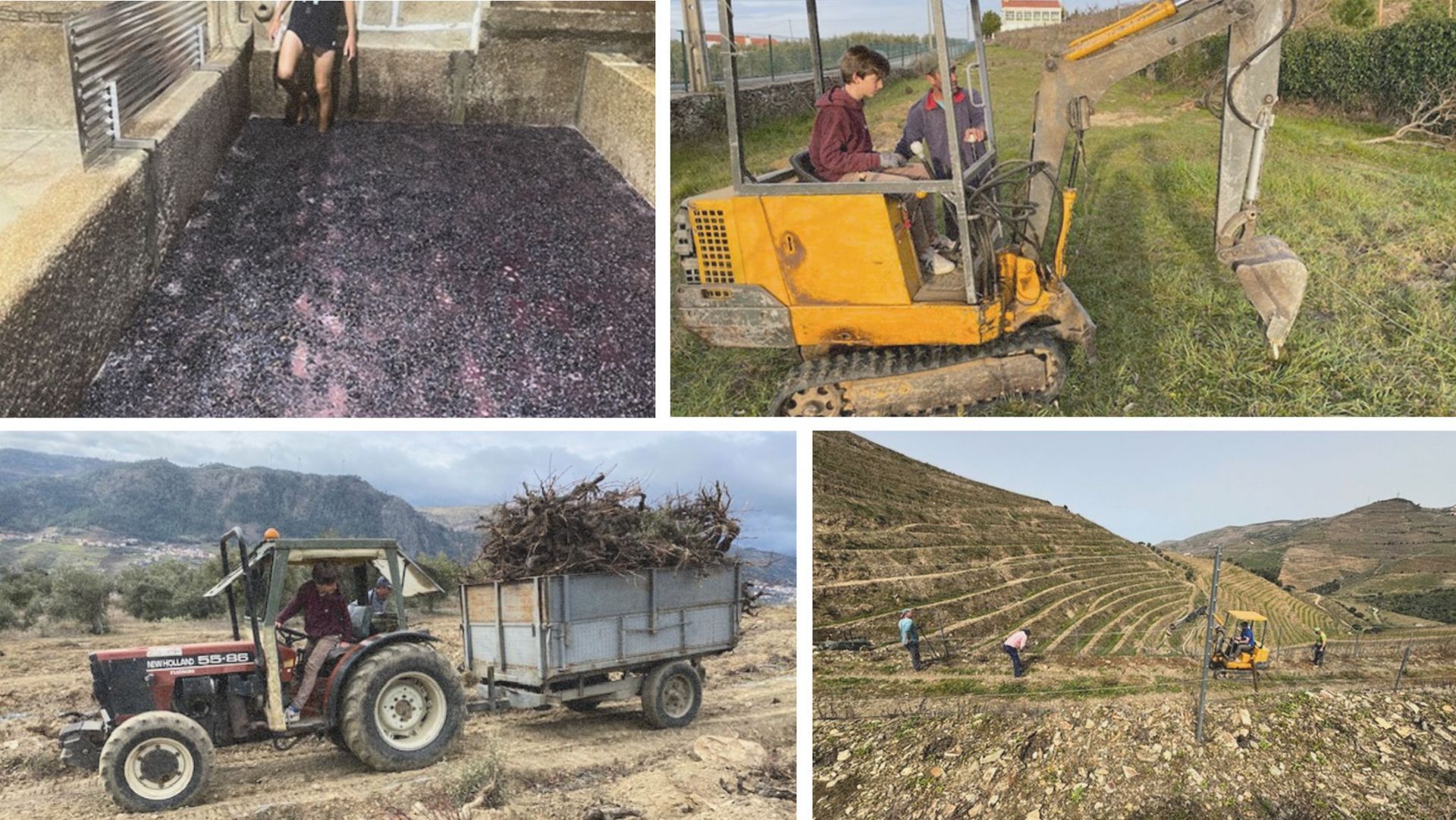 A heartwarming moment at Balagué's Vineyard, a sustainable winery. This image highlights their shared commitment to sustainability and authentic craftsmanship in winemaking.