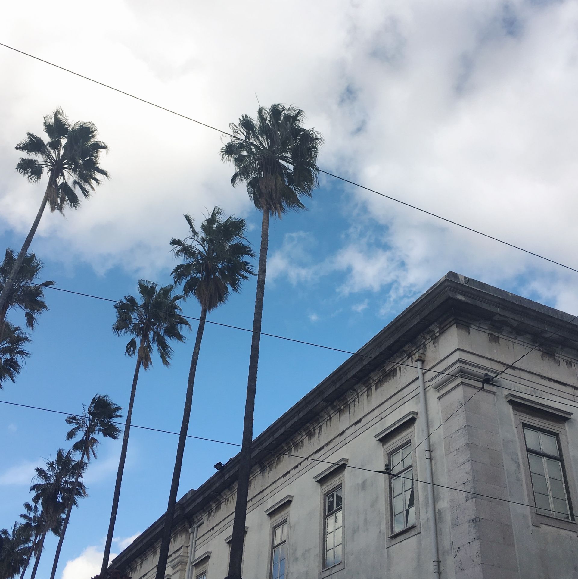 Looking up at a building with palm trees in front of it. Botanical Garden Lisbon.