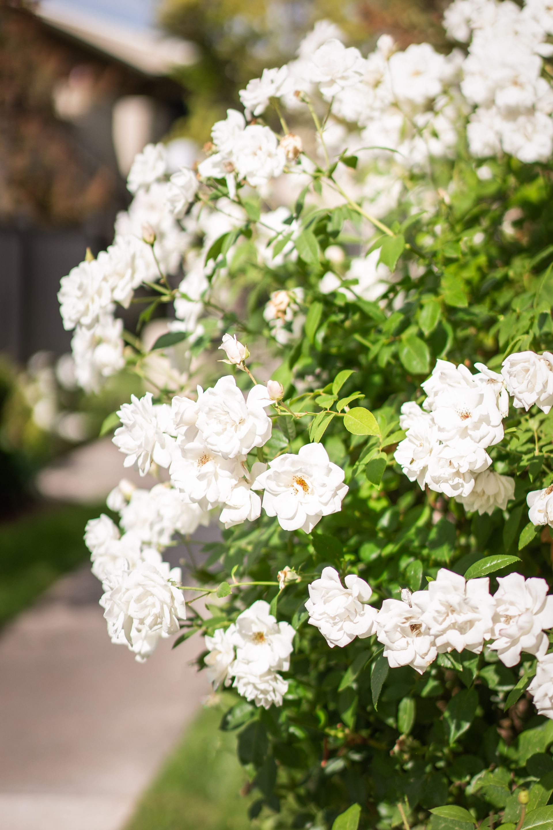 White roses bloom on a bush near a sidewalk.