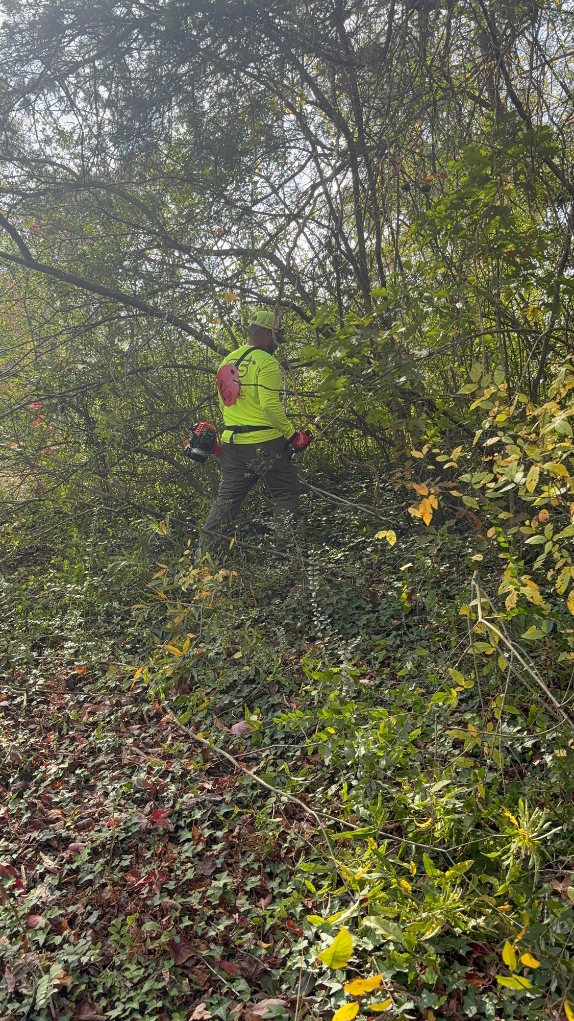 Person in a bright vest trimming branches in a wooded area with sunlight.