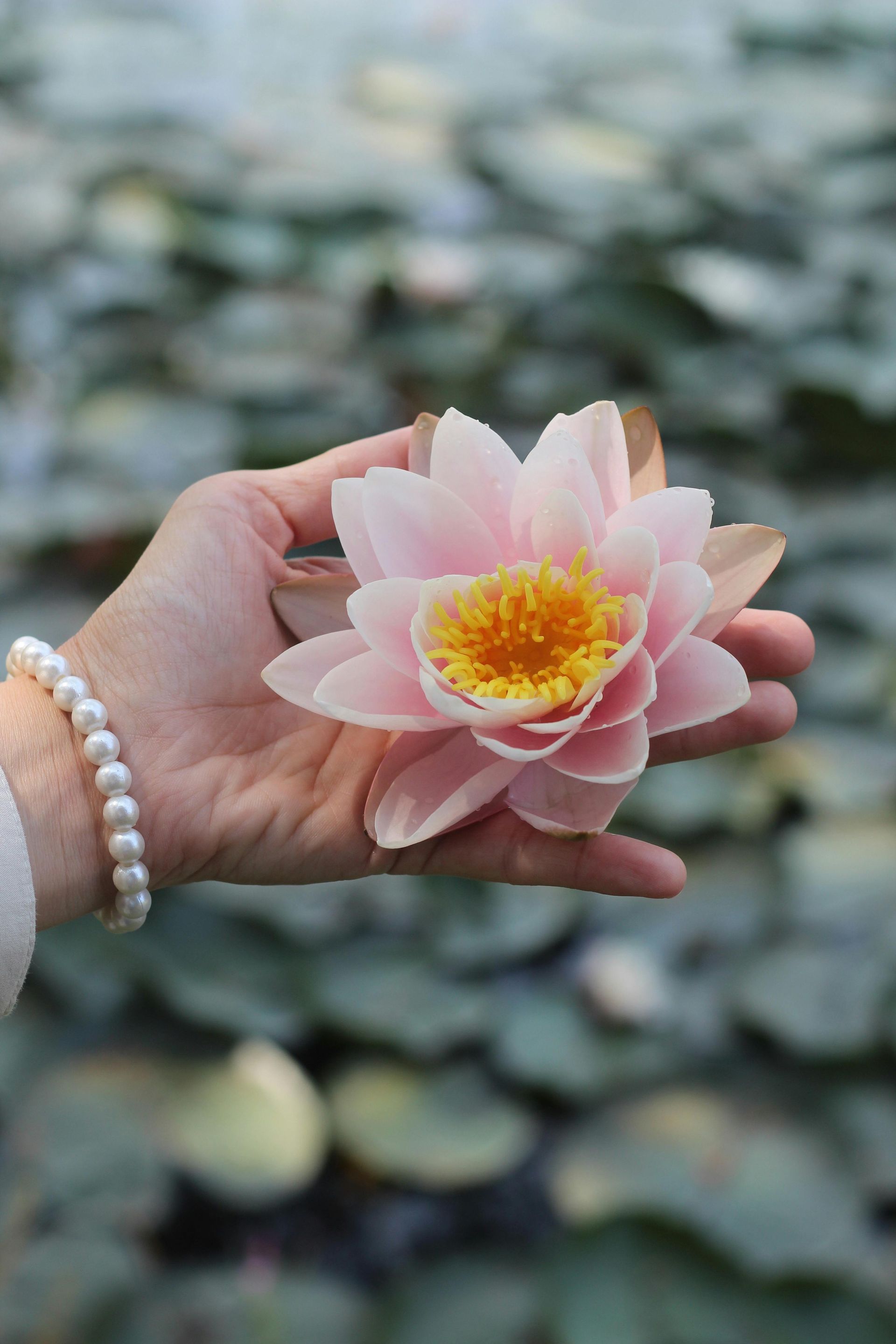 Hand holding a light pink water lily with a yellow center, over a pond. Pearl bracelet on wrist.