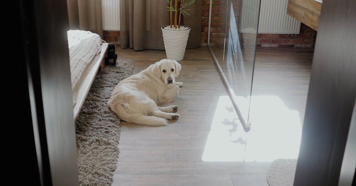 Industriële reinigingsmachine voor tapijten