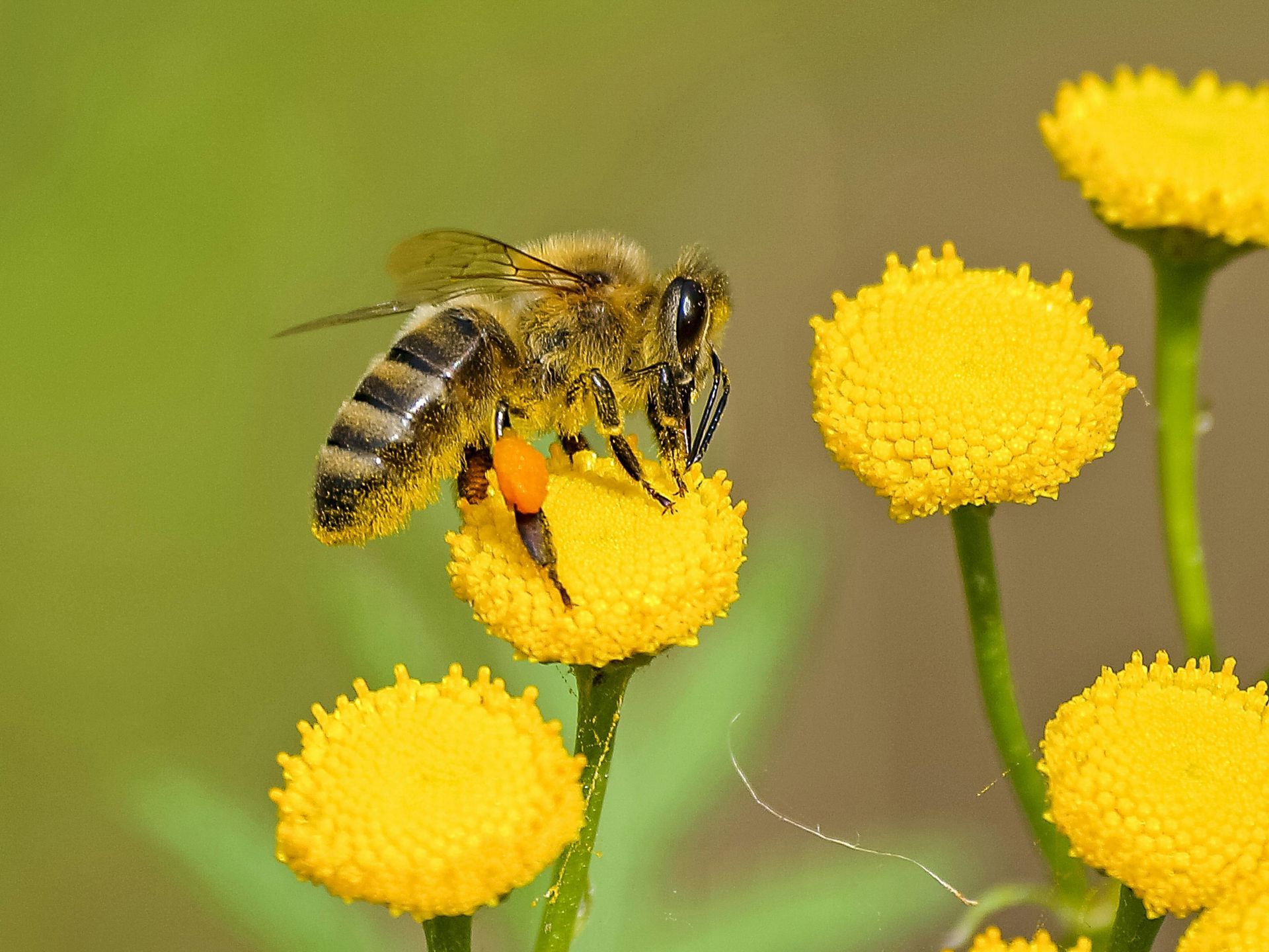 Bee on a yellow flower, collecting pollen. Green background.