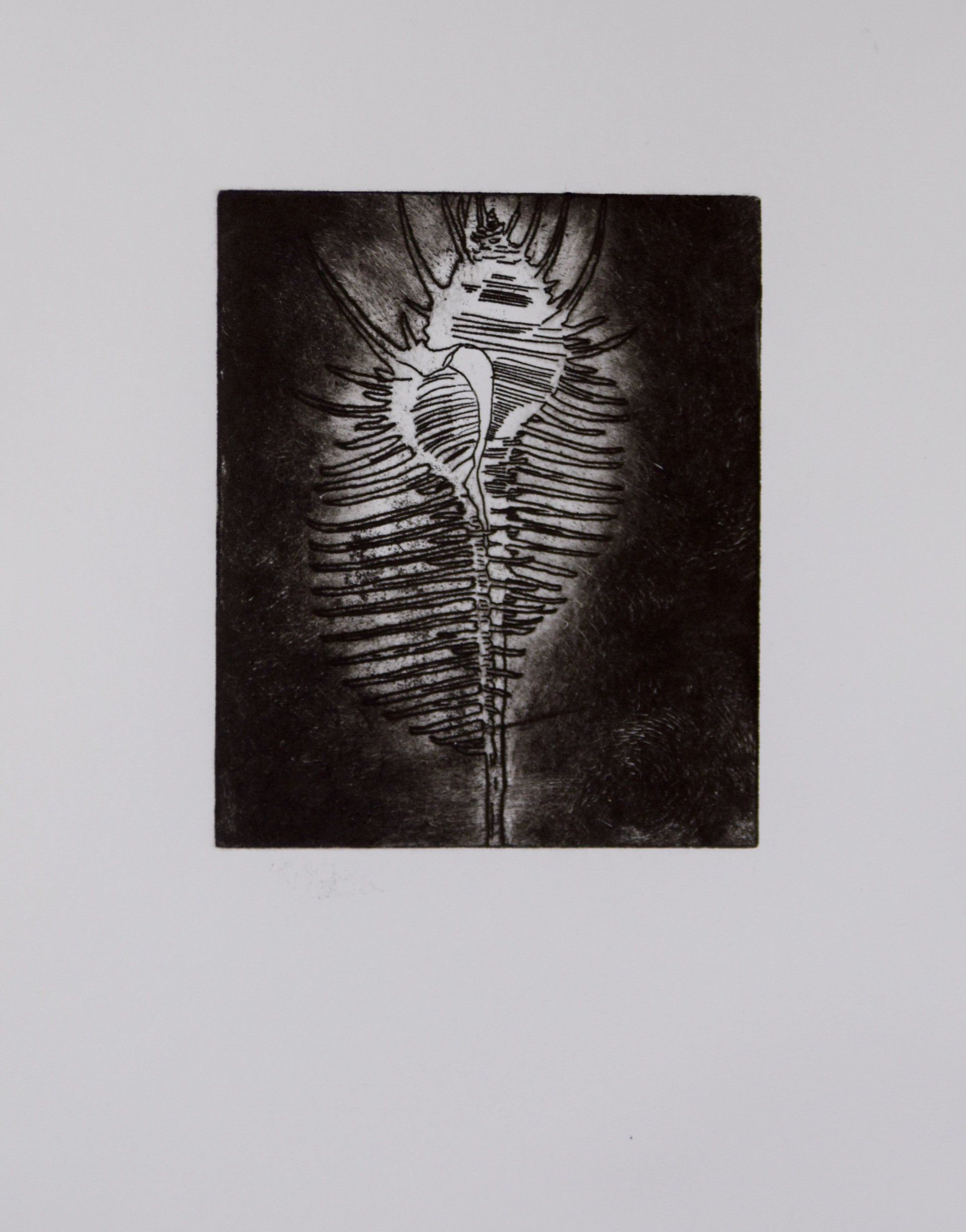 Kitty S Dale. Seashell 1. Seashell etching original print