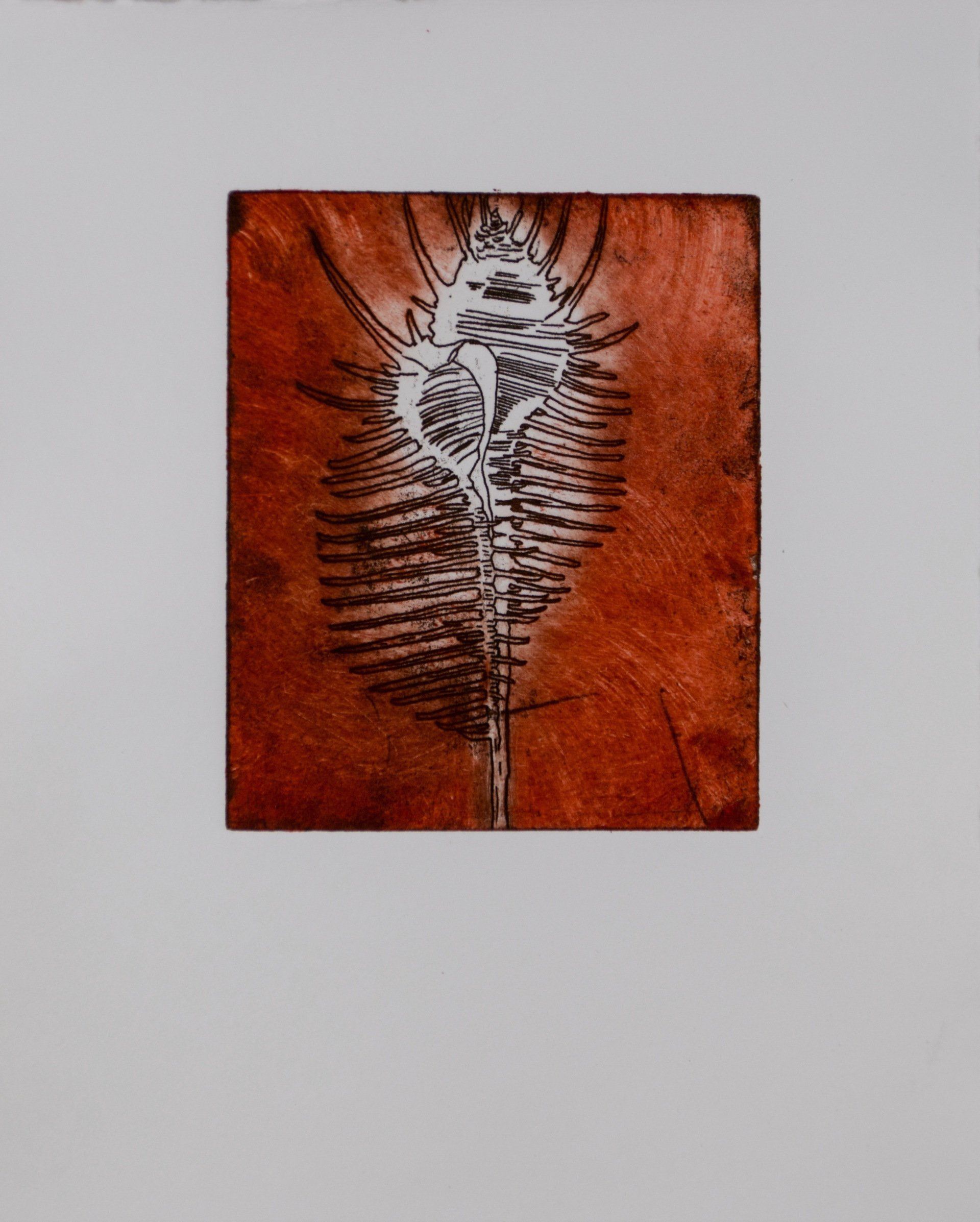 Kitty S Dale. Seashell 2. Seashell etching original print.