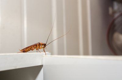 A Cockroach Near a Potential Water Source — Fresno, CA — Art Douglas Plumbing Inc.
