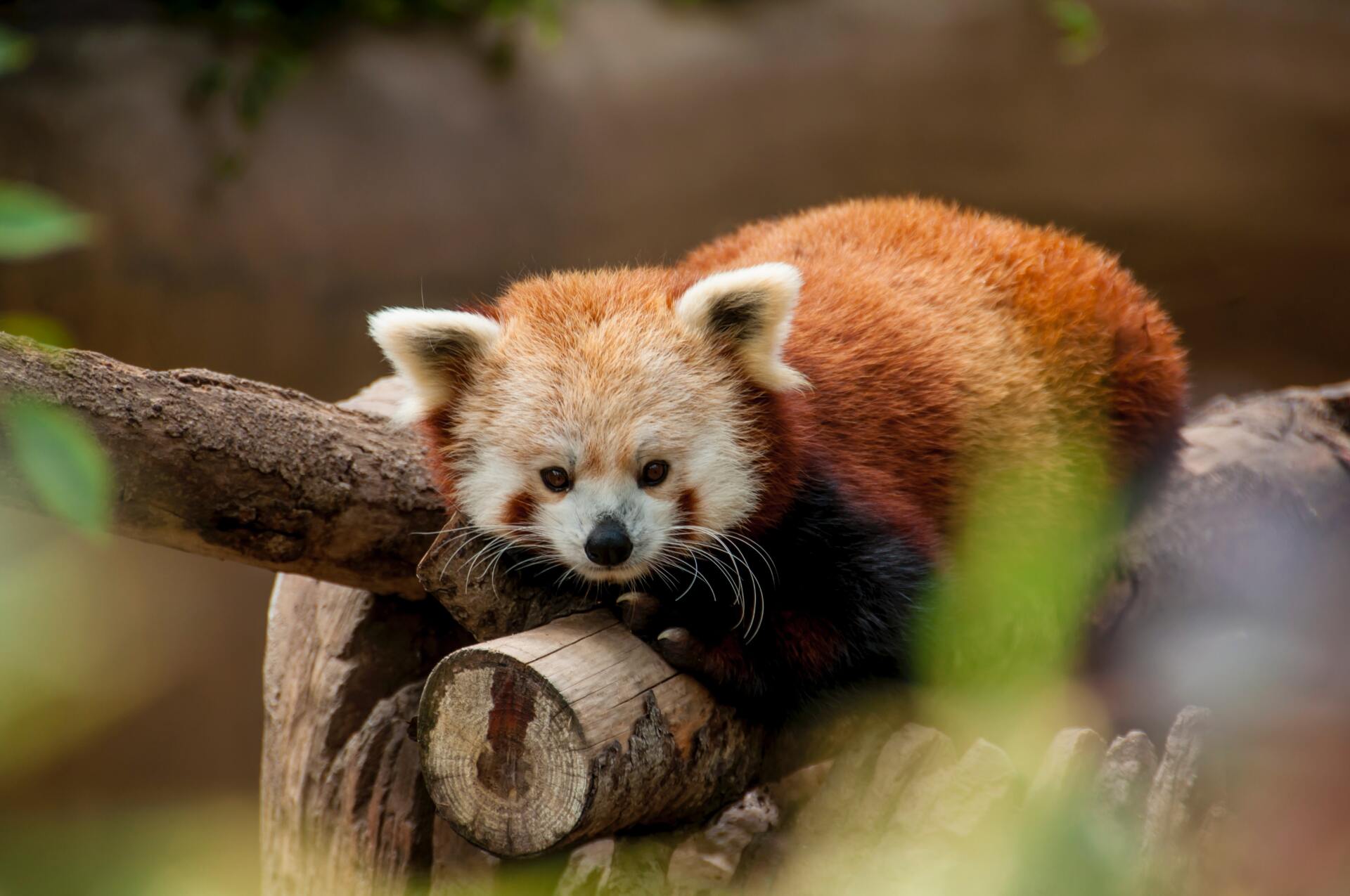 sleeping red panda on a branch