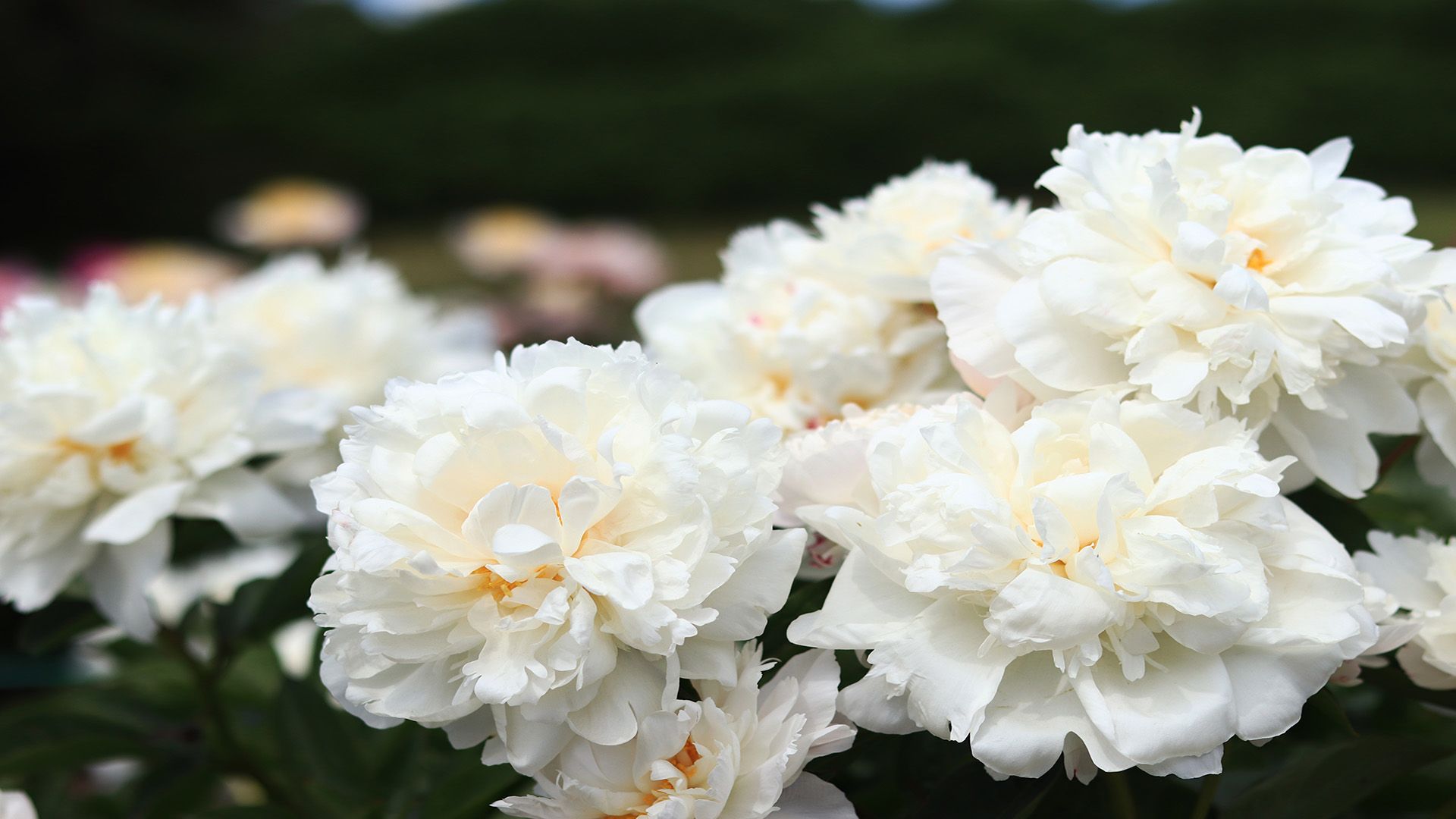 White roses blooming, surrounded by green leaves, natural light.