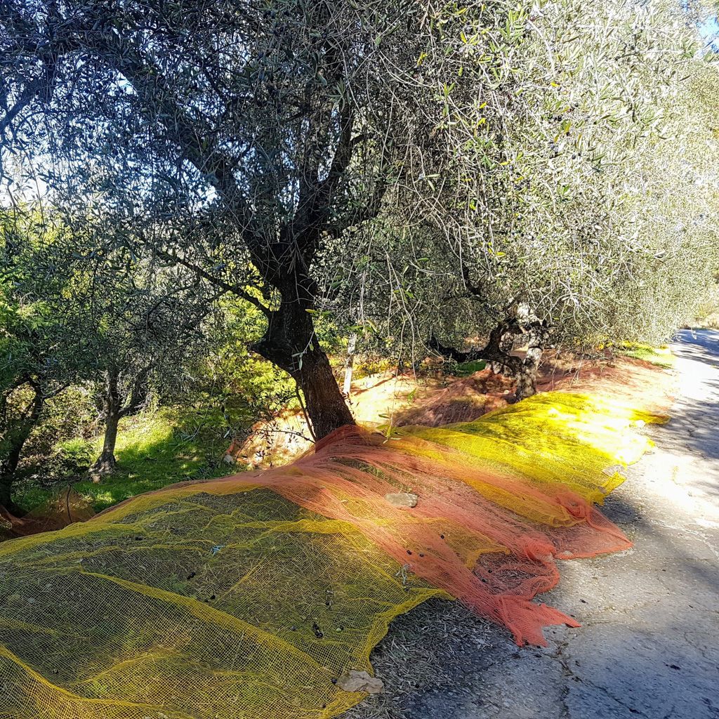 olive harvest
