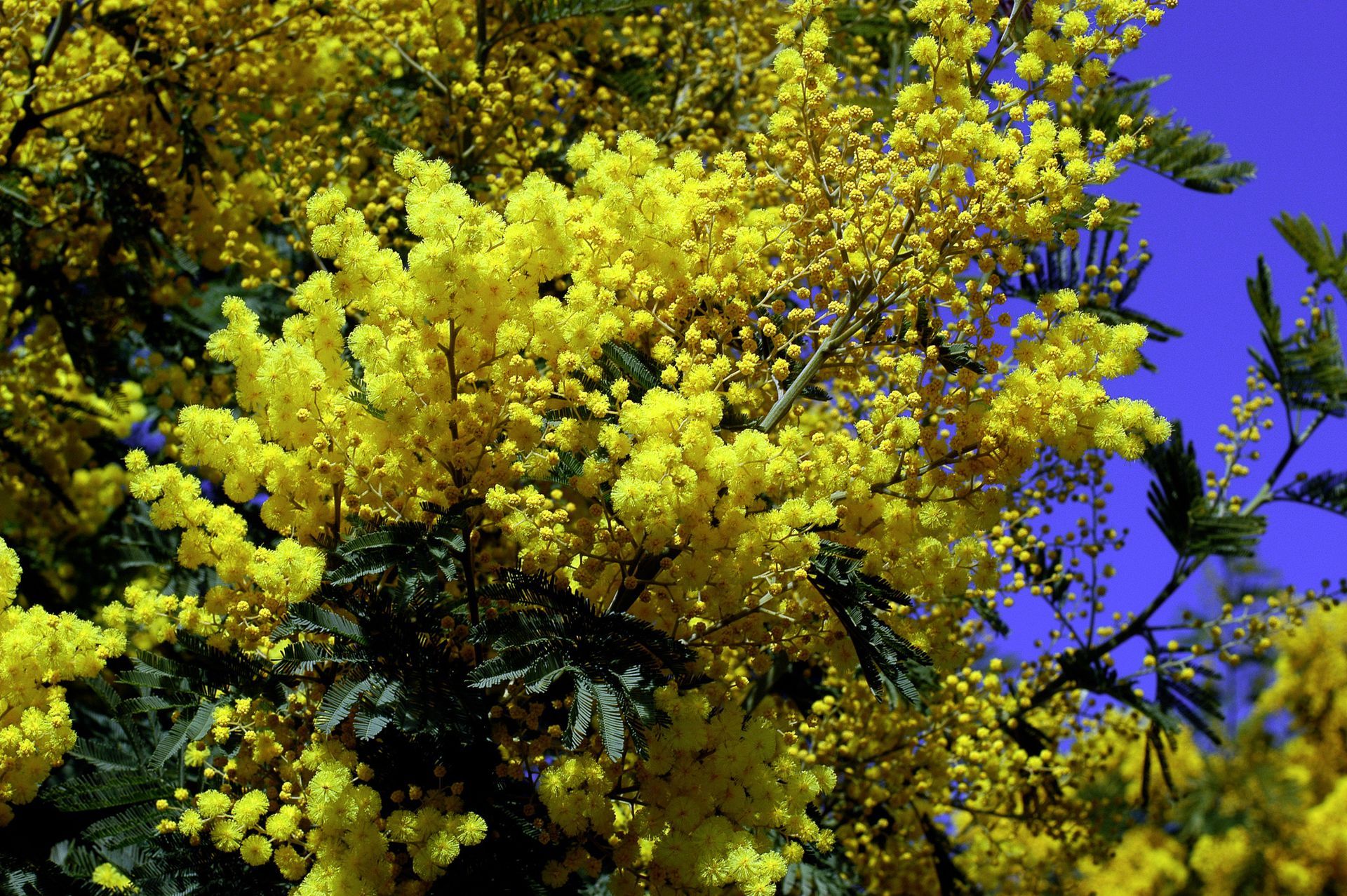 mimosa in February