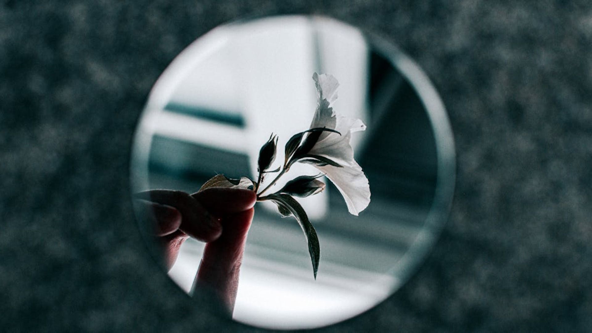 Una mano sostiene una delicada flor blanca, vista a través de una lente circular sobre un fondo oscuro y borroso.
