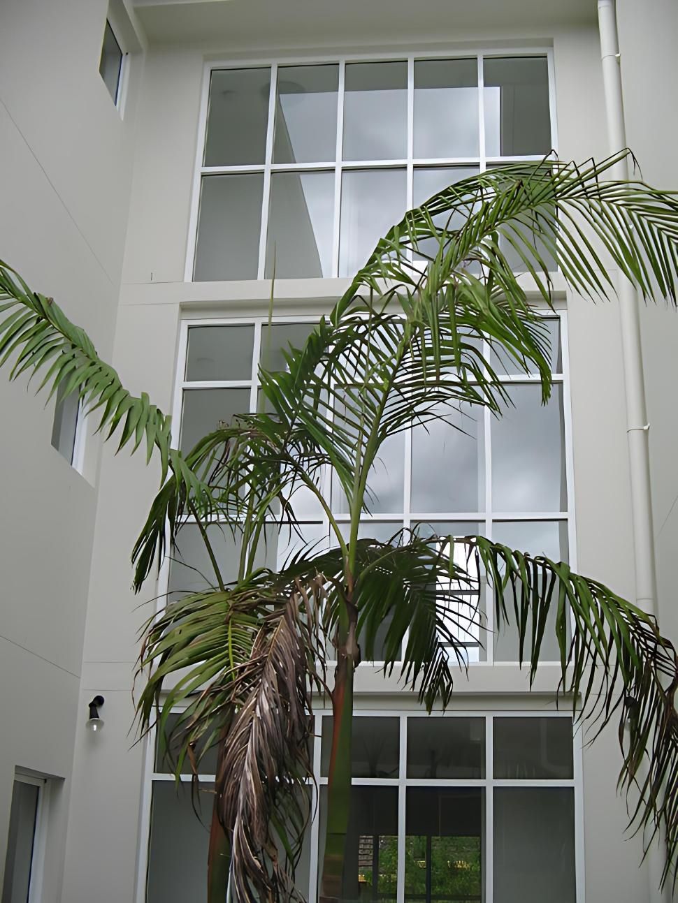 A Palm Tree in Front of a Building With Lots of Windows — Cessnock Glass in Cessnock, NSW
