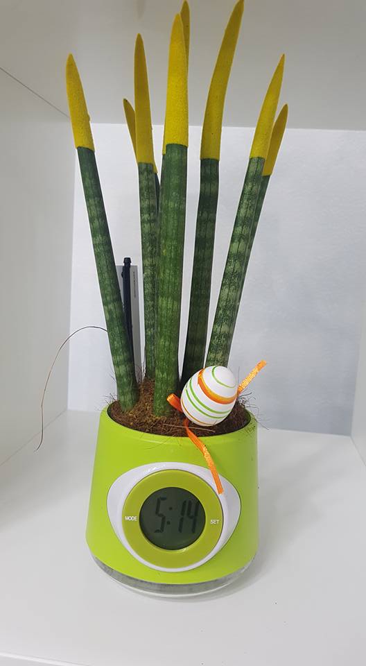 pianta da interno con decorazione pasquale