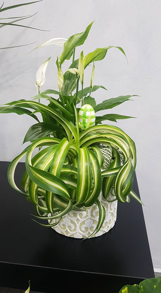 pianta da interno con vaso bianco decorato