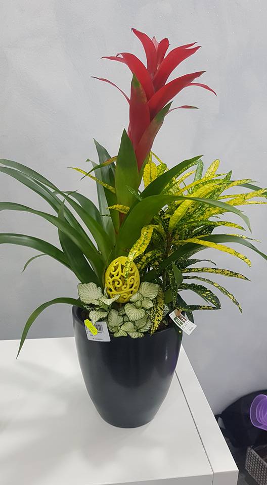 pianta da interno con vaso nero