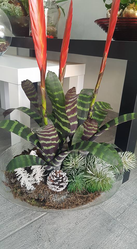 pianta da interni con pigna e aghi di pino decorativi