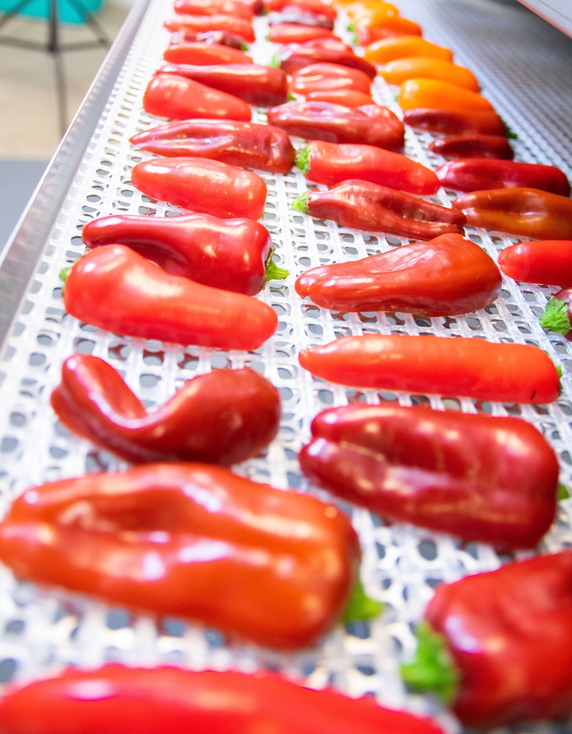 Drying Peppers in Dehydrator