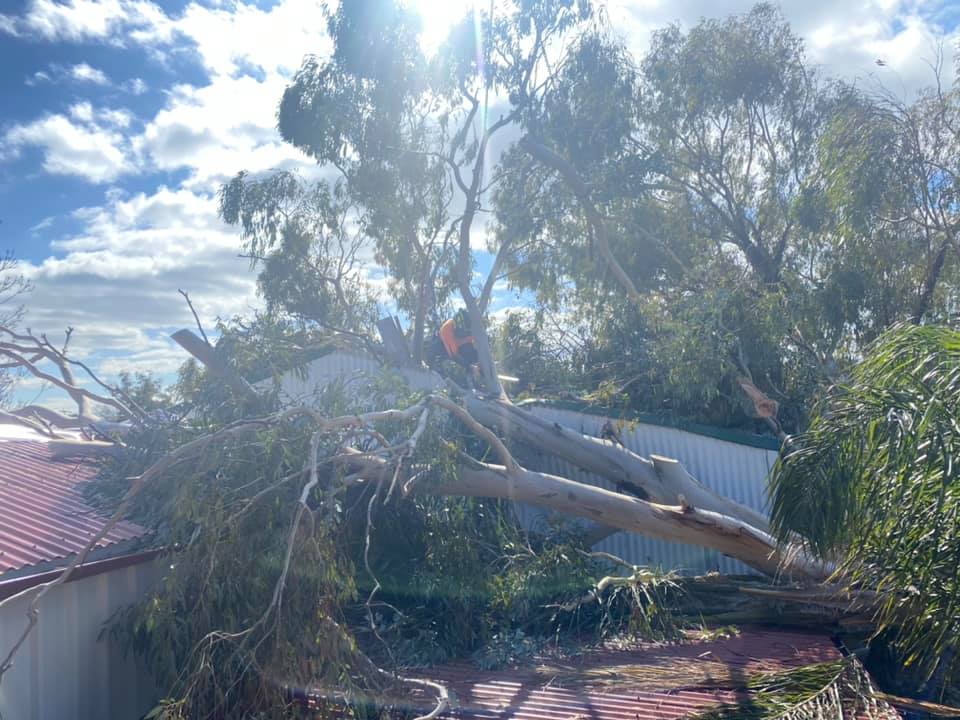In Progress of Removing Fallen Tree — A1 Tree Services NSW in Dubbo, NSW