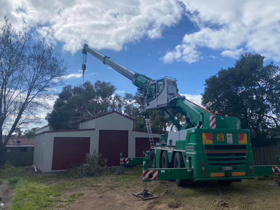 Removing Fall Down Tree — A1 Tree Services NSW in Dubbo, NSW