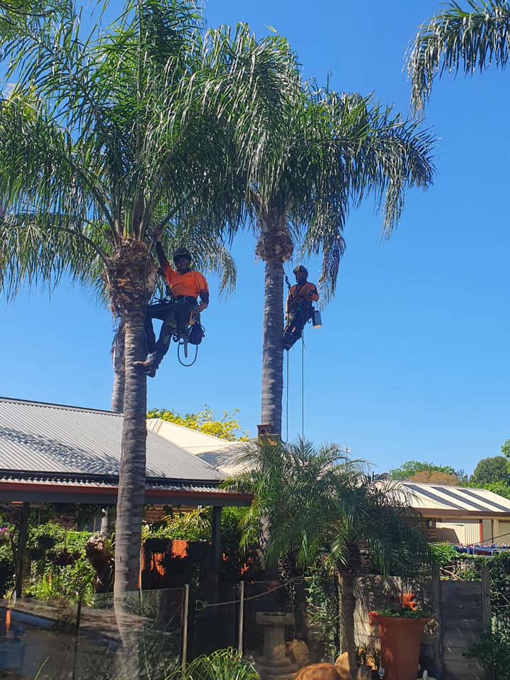 Two Arborist Hanging on Trees — A1 Tree Services NSW in Dubbo, NSW