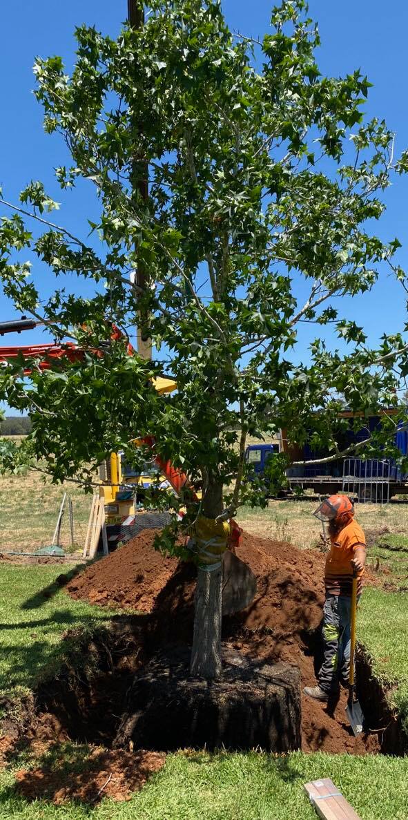 Creating Crater Around a Tree— A1 Tree Services NSW in Walgett, NSW