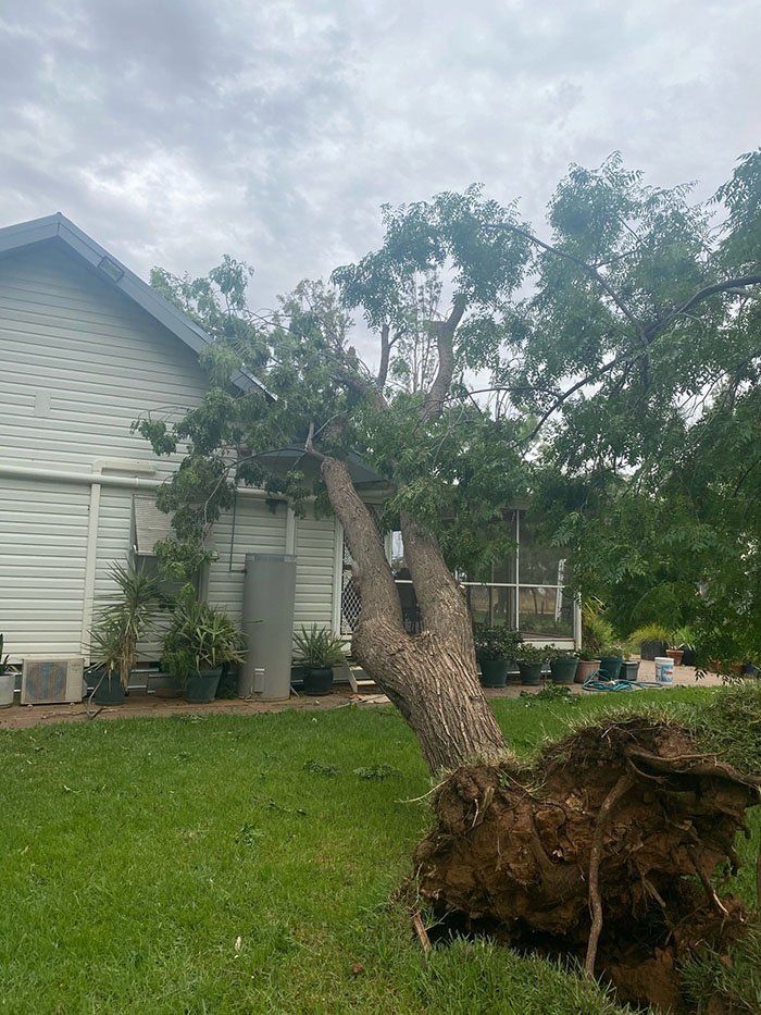 Tree Fall Down a House — A1 Tree Services NSW in Dubbo, NSW